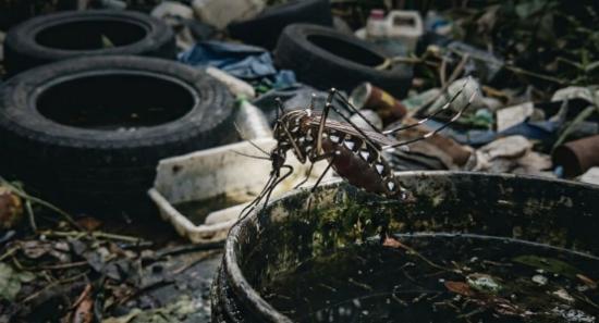 Dengue Cases Reported This Year Exceed 94,000