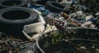 Dengue Control Programmes Before New School Term