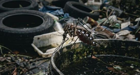 Dengue Control Programmes Before New School Term