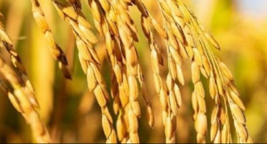 Paddy Marketing Board Purchases 15,000 MT of Paddy