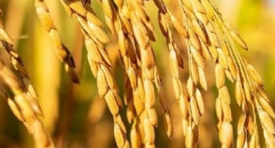30,000 MT of Paddy Released Through Sathosa