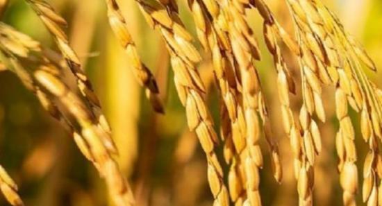 Interest-Free Loans for Rice Millers