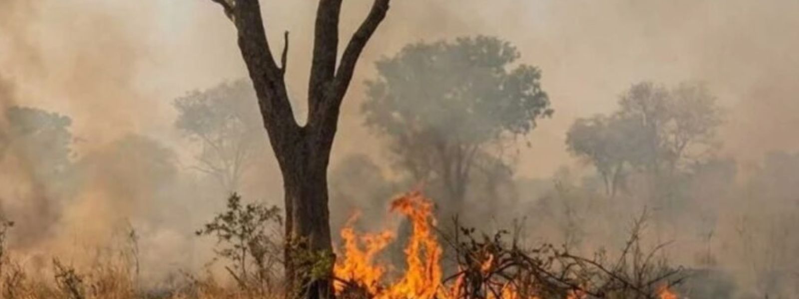 Fire Ravages Hurulu Wewa Reserve