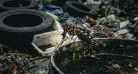 30,919 Mosquito Breeding Sites Found So Far in '26