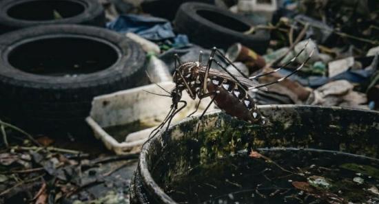 30,919 Mosquito Breeding Sites Found So Far in '26