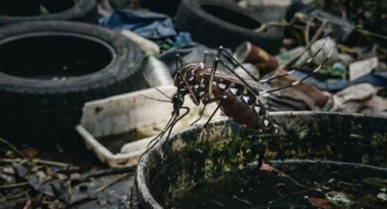 Dengue Cases Surge To 97,000 In Sri Lanka