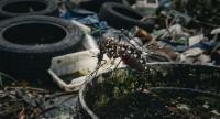Dengue Cases On The Rise Amid Rainy Weather