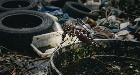 Dengue Cases On The Rise Amid Rainy Weather