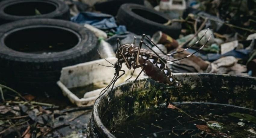 Dengue Cases Cross 100,000