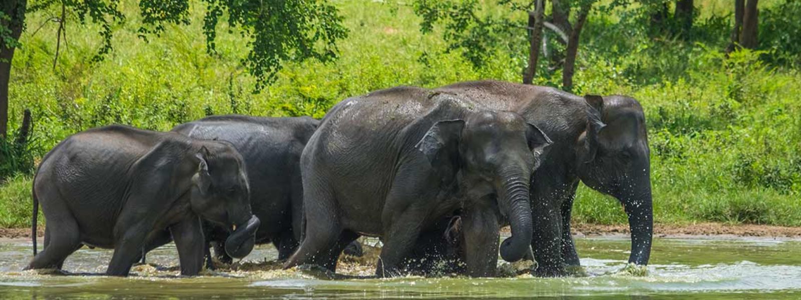 Two Zones of Yala National Park Temporarily Closed