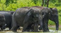 Two Zones of Yala National Park Temporarily Closed