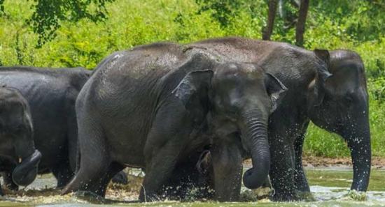 Two Zones of Yala National Park Temporarily Closed
