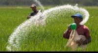 Three Urea Fertilizer Shipments Expected in SL