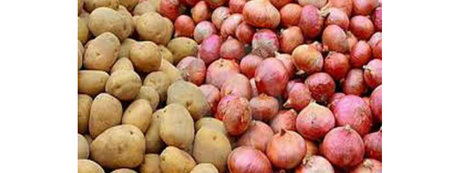 ලූණු සහ අර්තාපල් ගොවීන් රැකගැනීමට වැඩපිළිවෙළක්