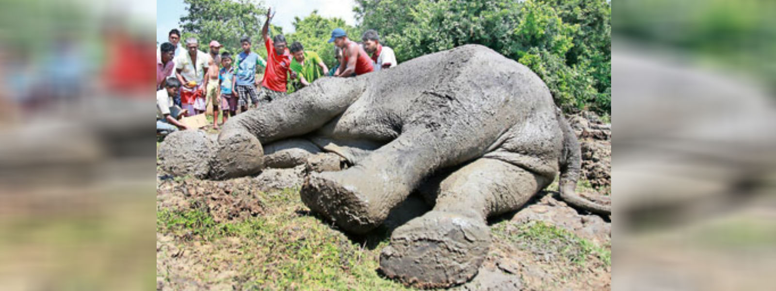 මත්තලදී හක්කපටස් ගිලීමෙන් අසාධ්‍ය වු ඇතින්න මරුට