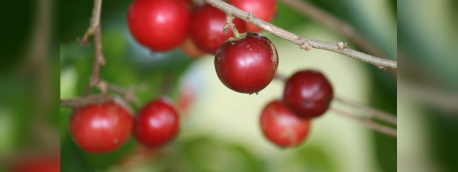 පළතුරු වගාව සඳහා දිරි ගැන්වීමට පියවර