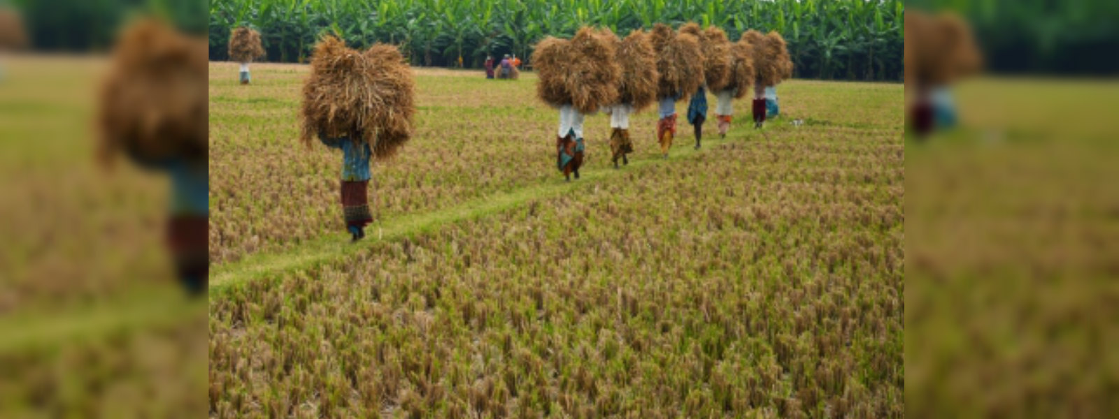 අඩු ආදායම්ලාභී ගොවි පවුලකට දීමනාවක්