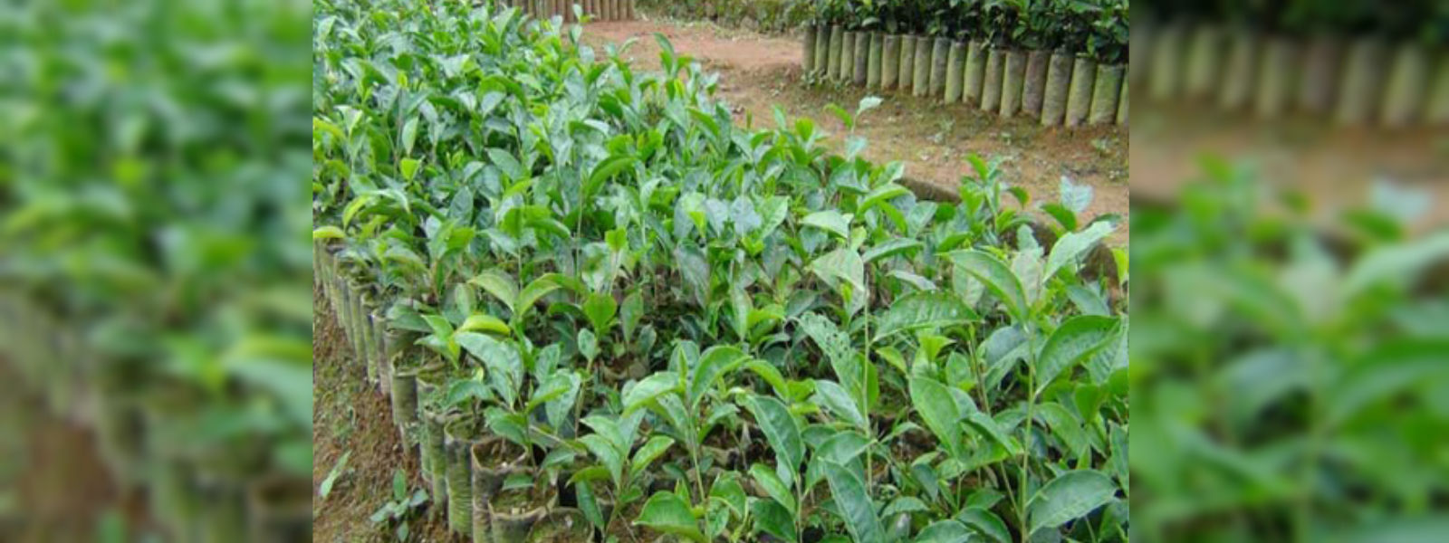 තේ පර්යේෂණායතනයෙන් නව තේ ප්‍රභේද 2 ක් හඳුන්වා දෙයි