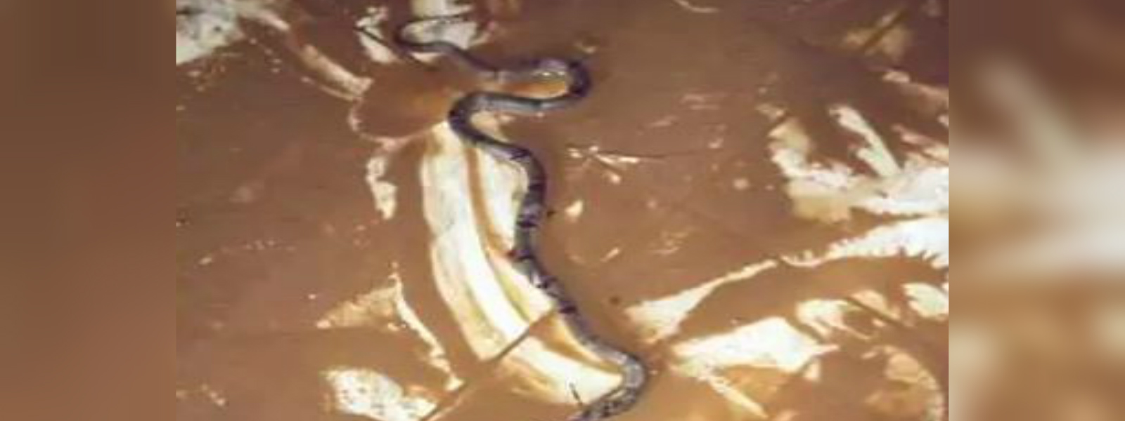 කේරළය සර්ප උවදුරකට මුහුණ පායි