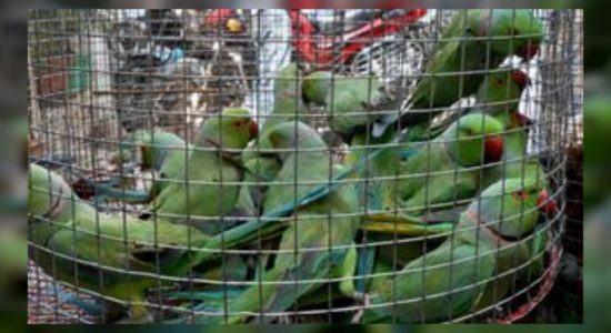 කුරුළු ජාවාරමේ යෙදුණු පුද්ගලයාට වැඩ වරදී