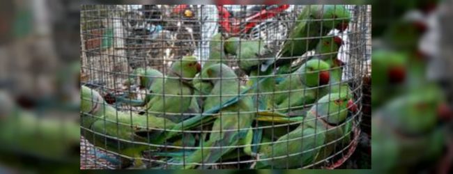 කුරුළු ජාවාරමේ යෙදුණු පුද්ගලයාට වැඩ වරදී