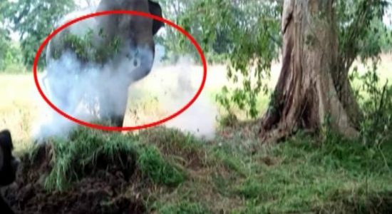 වනජීවී නිලධාරීන්ගේ නොසැලකිලිමත්කමේ තරම...