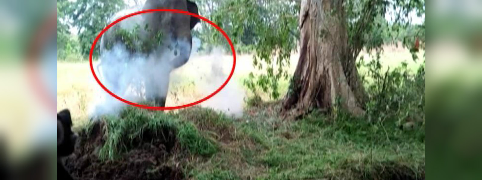 වනජීවී නිලධාරීන්ගේ නොසැලකිලිමත්කමේ තරම...