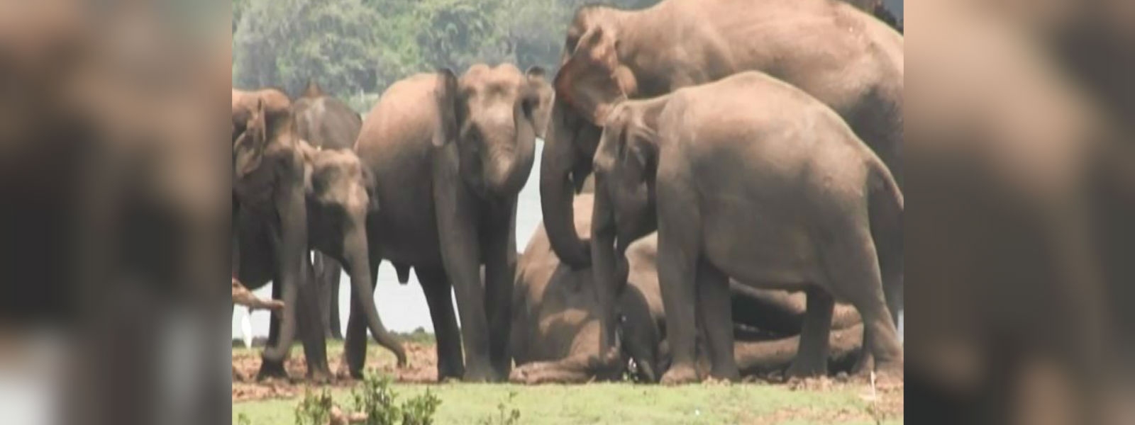 කලාවැව රක්ෂිතයේ අලි රංඩුවක්