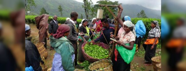 වතු කම්කරුවන්ගේ දෛනික වැටුප රු. 600 ක් දක්වා ඉහළට