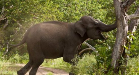 දැරියන් දෙදෙනෙකුට දිවි අහිමි කළ වන අලි පහර දීම