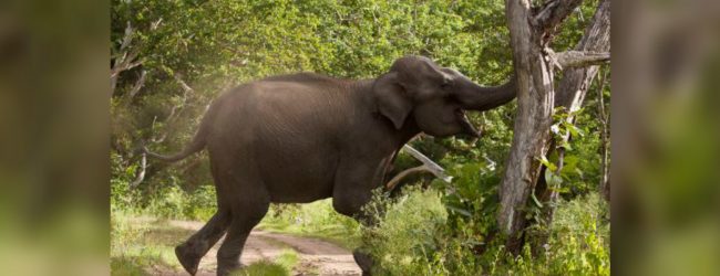 දැරියන් දෙදෙනෙකුට දිවි අහිමි කළ වන අලි පහර දීම