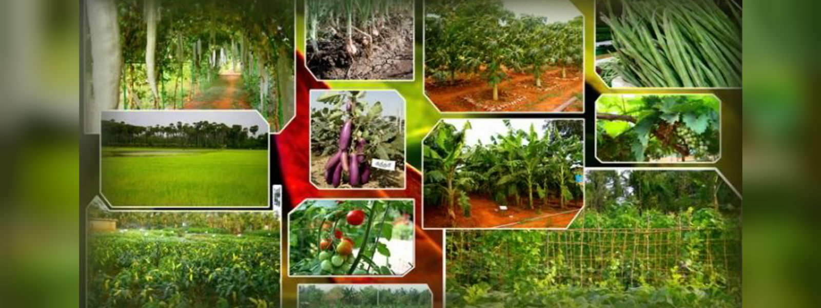 කෘෂිකාර්මික ආදායම්, ආදායම් බද්දෙන් නිදහස් කෙරේ