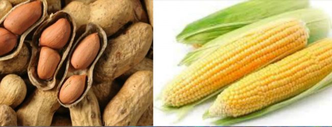 රටකජු, බඩඉරිඟු ආනයන බලපත්‍ර දීම අත්හිටුවයි