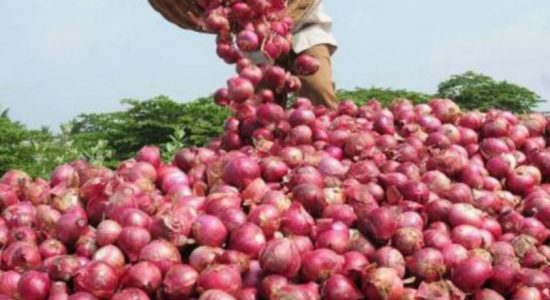 ලොකු ලූණු ආනයනය සීමා කිරීමට පියවර