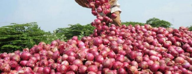 ලොකු ලූණු ආනයනය සීමා කිරීමට පියවර