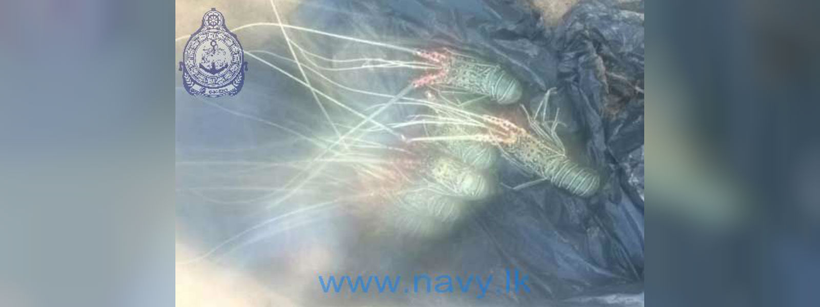 නීතිවිරෝධීව පොකිරිස්සන් ඇල්ලූ තිදෙනෙක් අත්අඩංගුවට