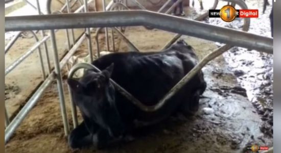 කබලෙන් ළිපට වැටුණු කිරි ගොවියා....  