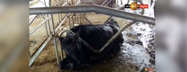 කබලෙන් ළිපට වැටුණු කිරි ගොවියා....  