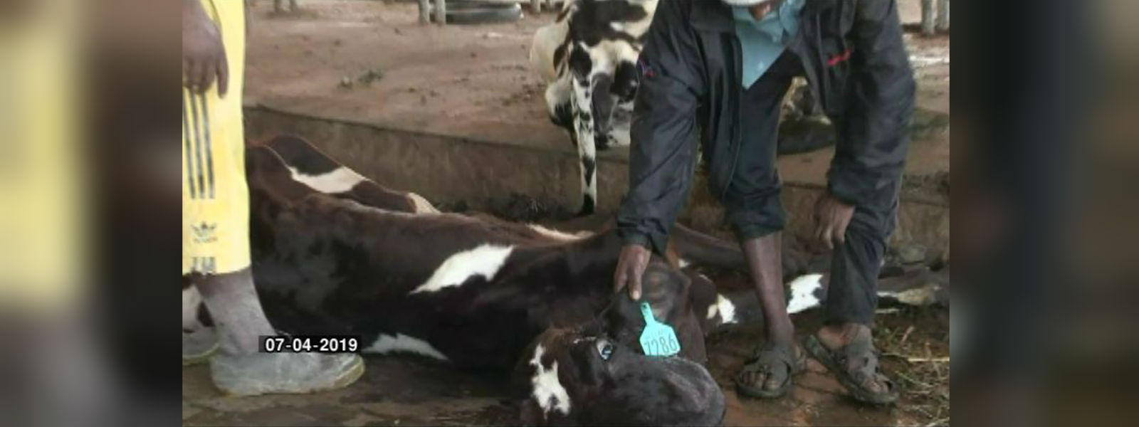 ඈවරයි... දෑවරයි... කිරි ගොවියා ත් අහවරයි