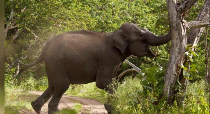 අම්පාරේ වන අලි තර්ජන…