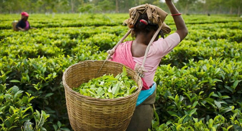 තේ දළු මිල පහළට