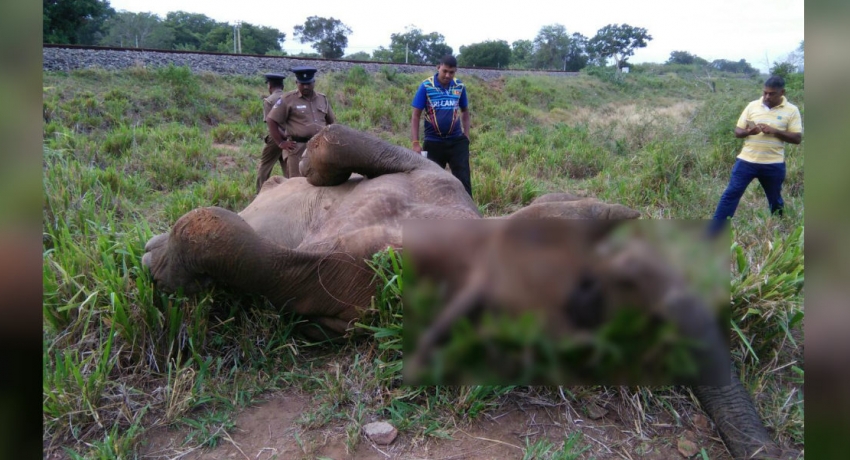කන්කසන්තුරේ තැපැල් දුම්රියේ වන අලියෙකු ගැටෙයි