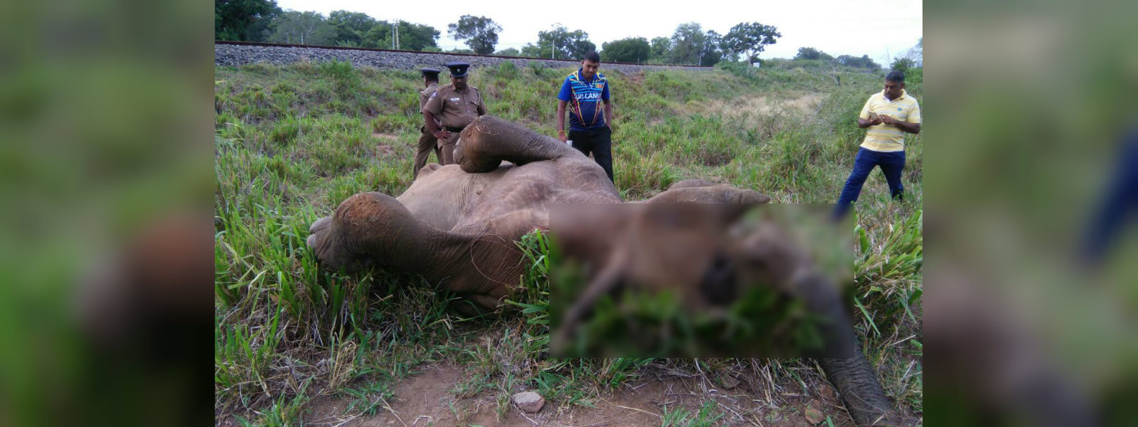 වන අලියෙකු දුම්රියේ ගැටෙයි