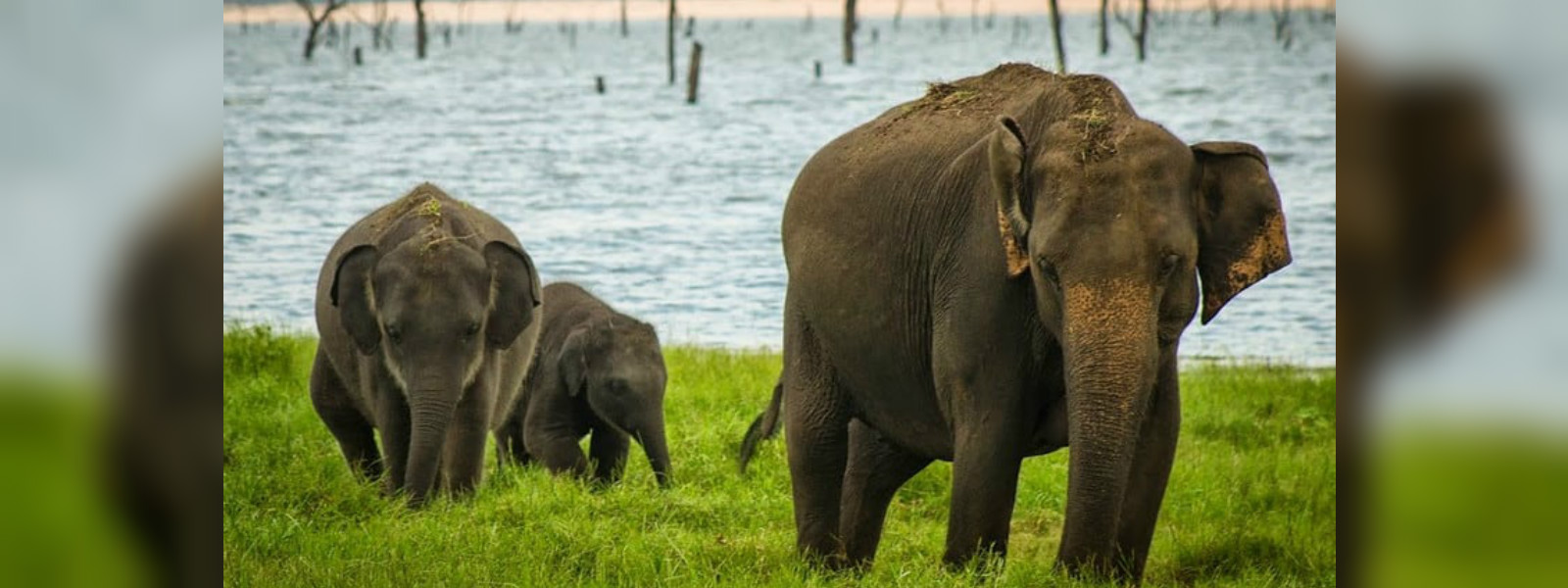ලබන මාසයේ දීප ව්‍යාප්ත වන අලි සංගණනයක්