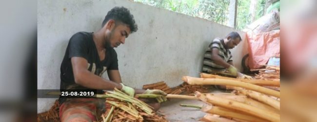 කුරුඳු මිල පහත වැටීමෙන් වගාකරුවන් දැඩි අසීරුතාවට