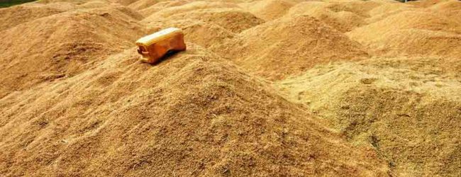 යළ කන්නයේ වී මිලදී ගැනීම ලබන සතියේ ඇරඹේ  