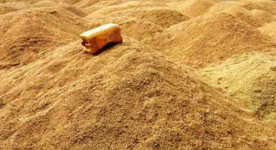 යළ කන්නයේ වී මිලදී ගැනීම ලබන සතියේ ඇරඹේ  