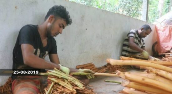 කුරුඳු මිල පහත වැටීමෙන් වගාකරුවන් දැඩි අසීරුතාවට