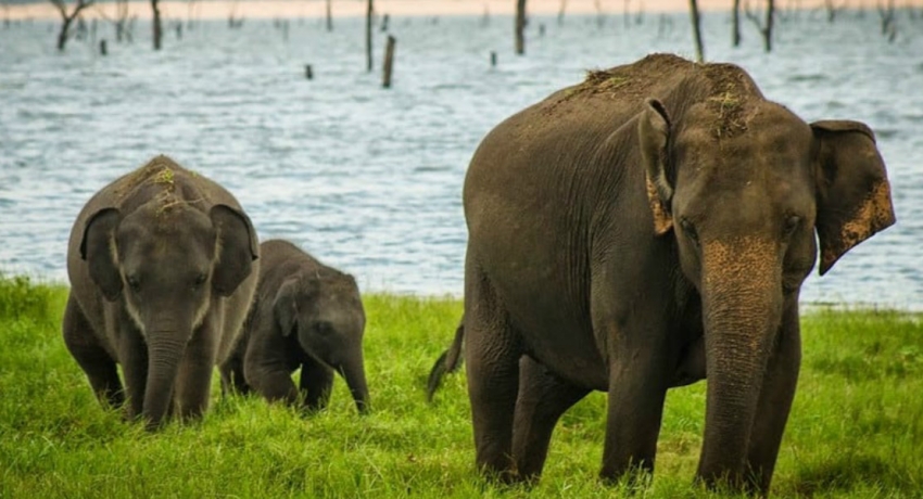 ලබන මාසයේ දීප ව්යාප්ත වන අලි සංගණනයක්