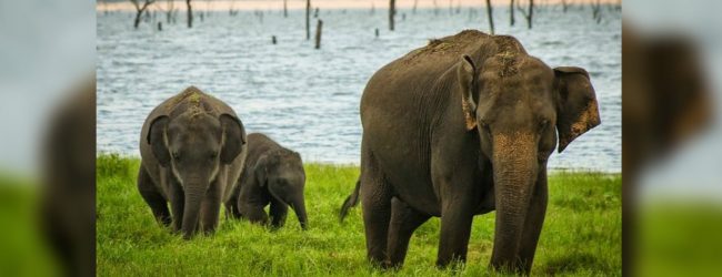 ලබන මාසයේ දීප ව්‍යාප්ත වන අලි සංගණනයක්